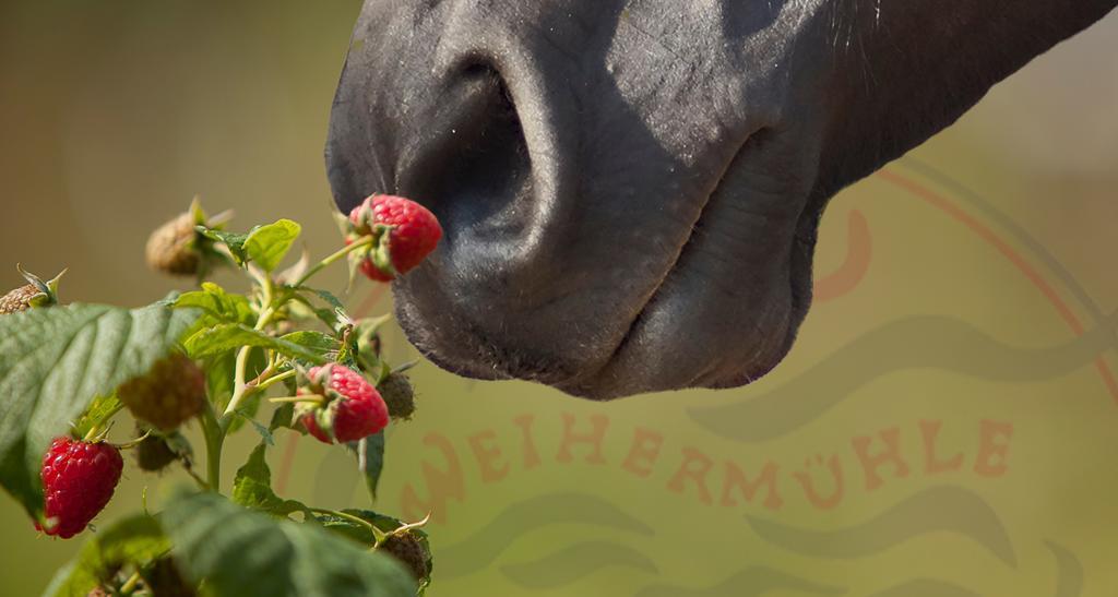 Saarlandtraum Weihermuehle Schmelz ภายนอก รูปภาพ